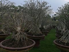 -东芭乐园