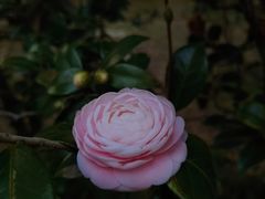 -中国科学院华南植物园