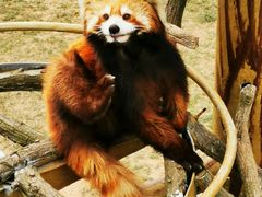 -西霞口神雕山野生动物世界