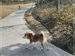 -春花秋色城市公园