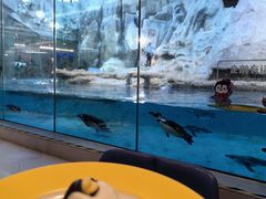 -帝企鹅自助餐厅•儿童岛•真企鹅(长隆企鹅酒店)