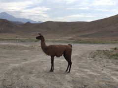 -新疆天山野生动物园