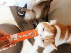 -飞行喵MR PILOT|猫舍·猫咖(静安大融城店)