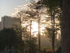 -大亚湾红树林城市湿地公园