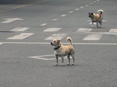 -温江公平红烧兔(总店)