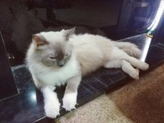 -more than meow吴止猫主题餐厅(承德 中船汇店)