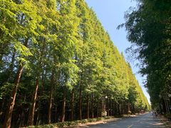 -日照海滨国家森林公园