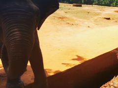 -海南热带野生动植物园