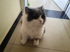 -北京观赏动物医院·24小时大型综合·猫专科·异宠专科