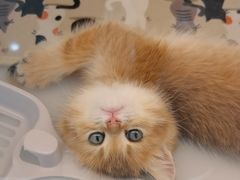 -糯米喵星人总部直营旗舰店·猫舍·幼猫出售