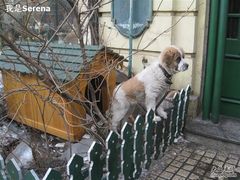 哈尔滨--美食--露西亚西餐厅--门口的-露西亚咖啡西餐厅(哈尔滨俄侨纪念馆店)