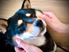 -喜柴咖啡·柴犬狗咖