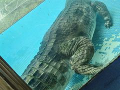 -广州长隆飞鸟乐园