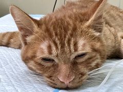 -萌兽医馆·宠物医院·猫骨科(创景店)