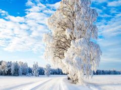 -金掌勺东北菜(格兰晴天店)