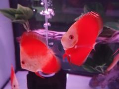 -中环花鸟鱼虫市场