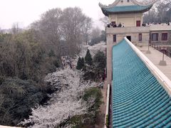 -武汉大学-樱园
