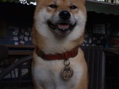 -柴犬高等学院·狗咖·柴犬售卖·宠物训练