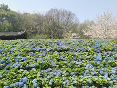 -苏州上方山国家森林公园