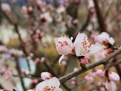 -桃花堤公园