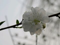 白桃-圩墩遗址公园