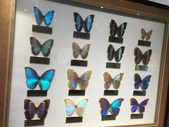 -上海昆虫博物馆