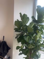 -WENDY·温迪皮肤管理