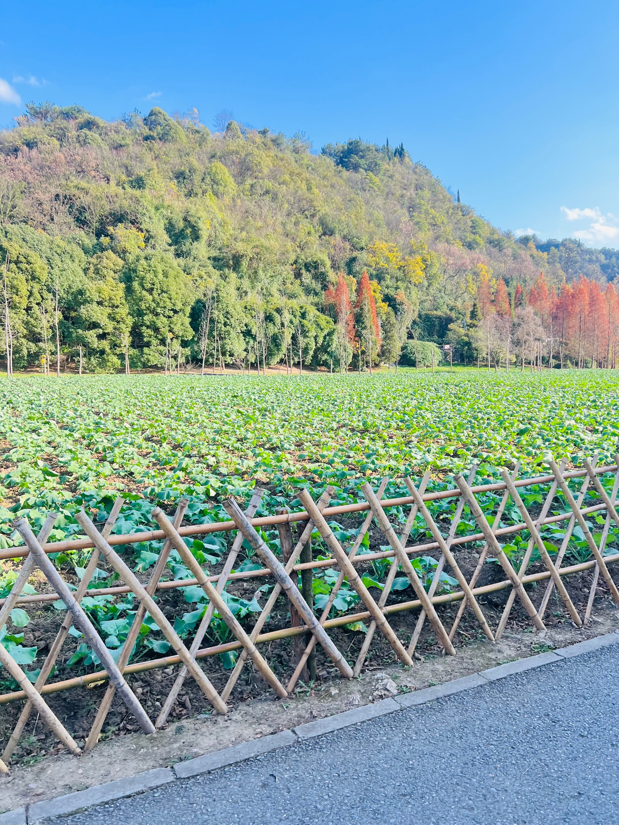 花溪湿地公园十里河滩图片