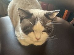 -猫小院猫主题餐厅(南锣旗舰店)