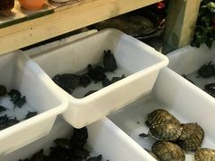 -双季花艺园艺市场(浦东店)