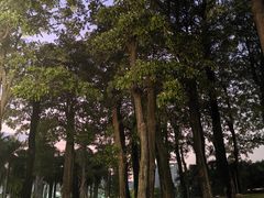 -华侨公园