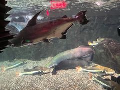 -太平洋海底世界