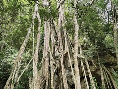 -中国科学院西双版纳热带植物园