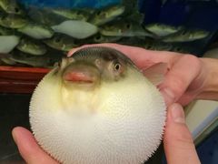 -肆月河豚·新淮扬(金融街店)