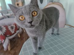 -这儿没有猫·猫咖萌宠馆·撸猫