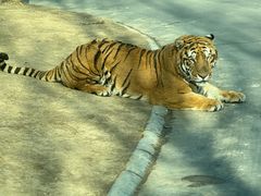 -北京野生动物园