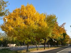 -皇家御河游(紫御湾码头)