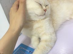-喵的天空名猫咖啡馆·撸猫·猫舍·用品