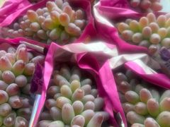 -马陆小张葡萄园农家乐