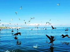 -青海湖国家重点风景名胜区