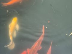 -西湖外事游船(花港观鱼码头)