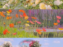 -海心沙亚运公园