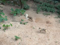 -深圳野生动物园
