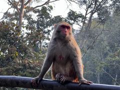 -西双版纳原始森林公园