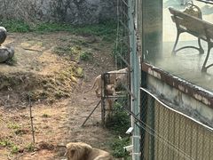 -泉州海丝野生动物世界
