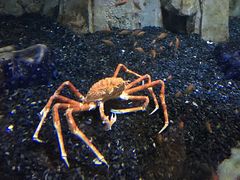 景点-迪拜水族馆及水下动物园