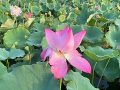 -莲花池公园