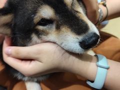 -逗柴咖啡屋·狗咖猫咖宠物桌游