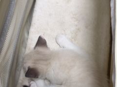 -瑞派宠物医院·24h·骨外科·皮肤科·全科宠物医疗转诊中心(沈阳浑南院)