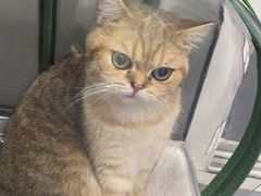 -喵汪萌宠屋旗舰店.洗澡美容.猫狗基地